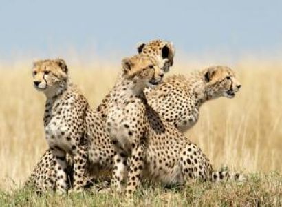 7 Days Mombasa Safari to Tsavo East, Tsavo West, Amboseli, Nakuru and Masai Mara Ending in Nairobi T