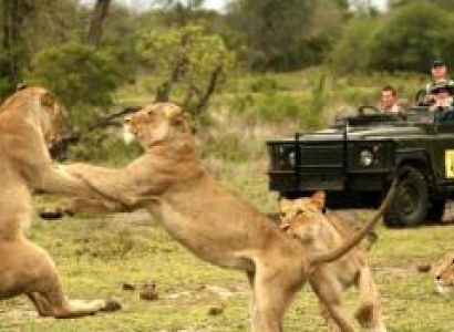 Kruger Park Safari Package