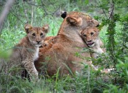 7 Day Kruger Park Safari Packages