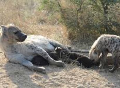 6 Day Kruger Park Safari Packages