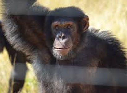 Chimpanzee Eden Package