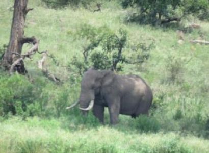 Kruger National Park Day Safaris Package