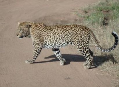 09 Days Tanzania Cheetah Safaris Package