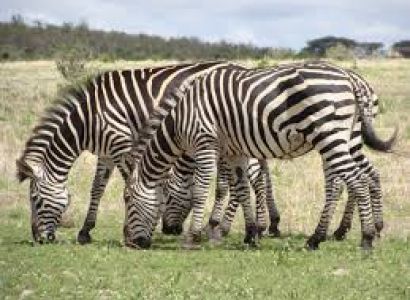 13 Days Tanzania Chui Safaris Package