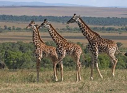01 Day Tanzania Safaris Package