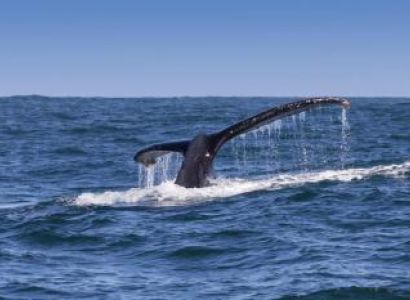 Whale and Winelands Tour Package