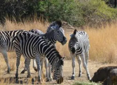 Moholoholo Excursion Package