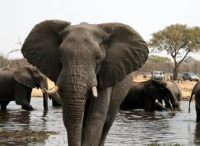 Victoria falls to Chobe National Park Package