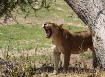 One Day One Night Safari Package