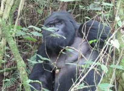 20 Days Rwanda and Uganda in Depth Odyssey Package