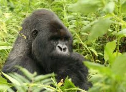 18 Days Mara & The Silverbacks Package