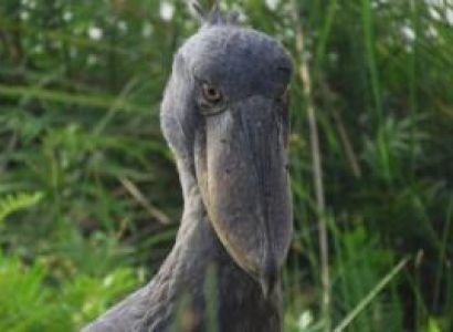 15 Days Uganda Classic Odyssey Package