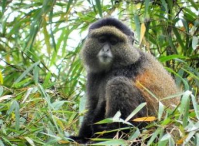 17 Days Rwanda & Uganda Classic Odyssey Package