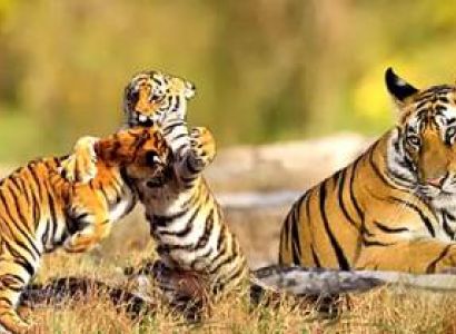 Pobitora - Manas - Nameri - Kaziranga Tour