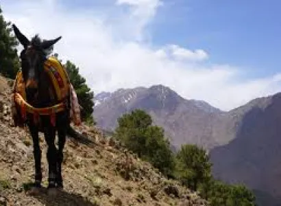 Berber Lands And Atlas Mountains Day Trips Package