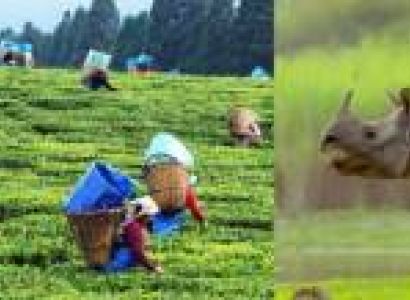 Kaziranga & Sights of Assam