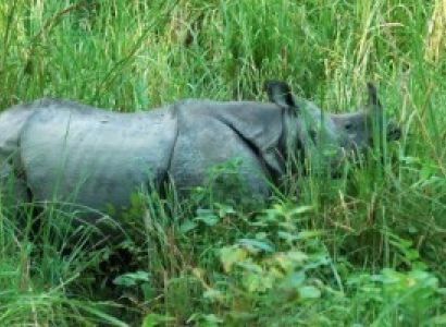 Chitwan Jungle Safari Package