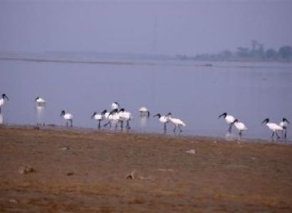 Koshi Tappu Wildlife Reserve Package
