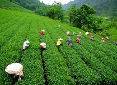 India Tours (you Think,We Design) Darjeeling