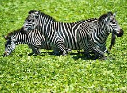 Adventure Safari/ 4 Days Safari