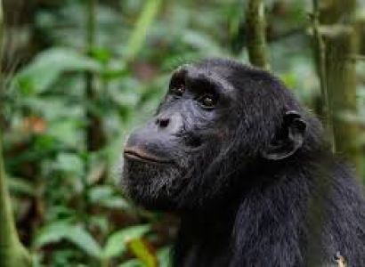 Adventure Safari - 3 Days Safari - Tarangire - Lake Manyara - Ngorongoro Tour