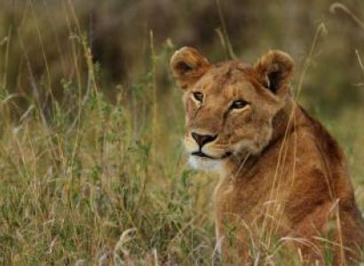 Combine Safari/ 15 Kilimanjaro Trekking,Wildlife Safari & Beach Holiday