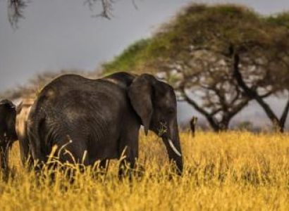 Combine Safari/ 10 Days Northern Tanzania Safari