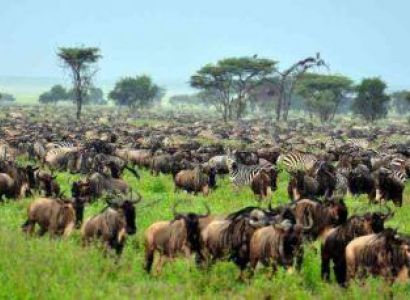 Combine Safari/ 10 Wildebeest Migration Safari