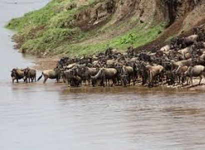 Combine Safari/ 8 Days Wildebeest Migration Safari