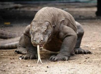 Komodo Tour Package