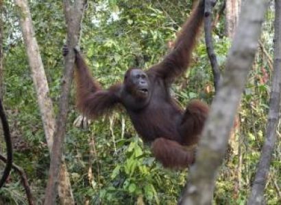 Orangutan Explores Borneo Tour Package