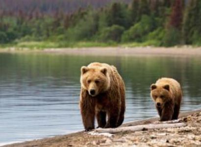 Anchorage 7-night Alaska Wildlife Safari Tour Package
