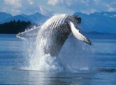 7 Day Pride of Alaska Tour