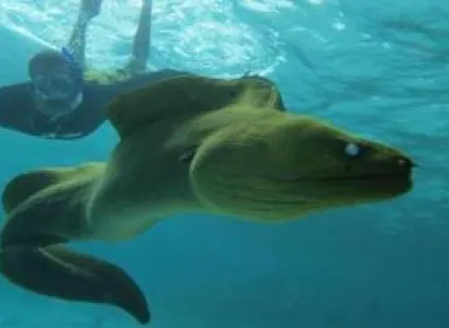 2 Stop Stingray City & Snorkel with the Best, the Original Tour