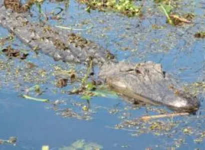 Louisiana's Very Best Swamp Tour