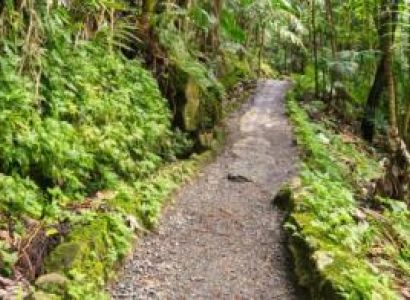 Private Guided La Mina Hike in El Yunque Rainforest
