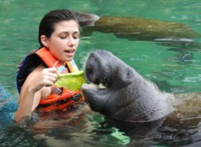 Dolphin, Manatee and Sea Lion Extravaganza At Isla Mujeres Tour