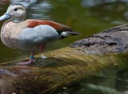 Island Sightseeing, Garden of the Groves & Shopping