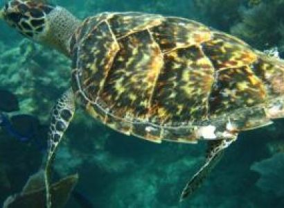 Scuba...miami Two Tank Dive