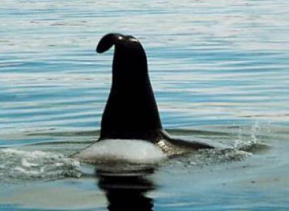 Alaska Cruises from Ketchikan to Juneau Package.