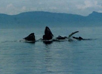 Alaska Cruises from Juneau to Juneau Package