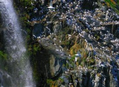 Kittiwake Day Tour Package