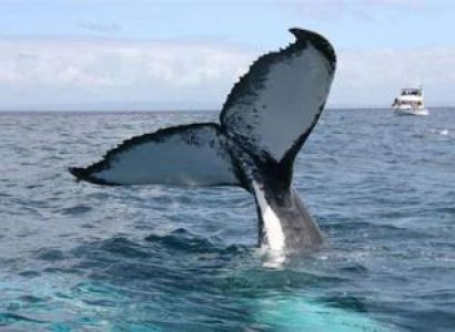 Whale Watching Adventure & Sea Life Discovery Package