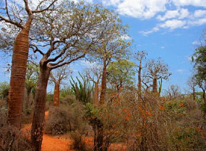 Lemurs, Baobabs & Spiny Forest Package
