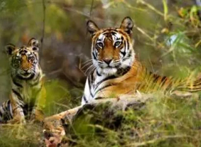 Wildlife and Nature Package