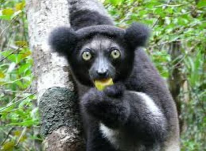 Encountering the Famous Indri Indri & Aye Aye Package