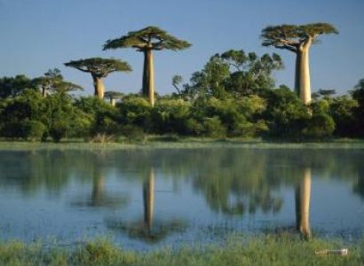 Baobabs and Lemurs Package