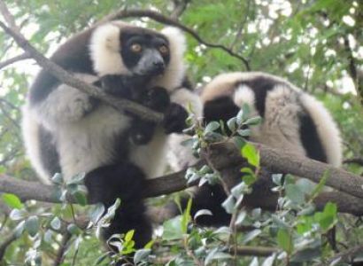 Discovering the Rainforest & Indri Indri Package