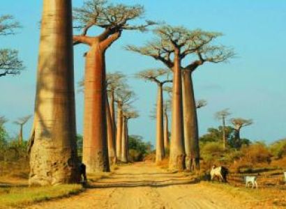 Baobabs & Kirindy Forest Package