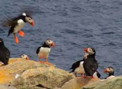 Birds'heaven Package